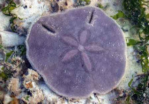 Living sand dollar Sand dollars in Destin, FL