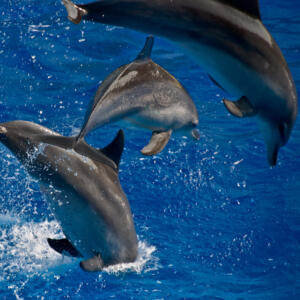 Destin Dolphin Excursion