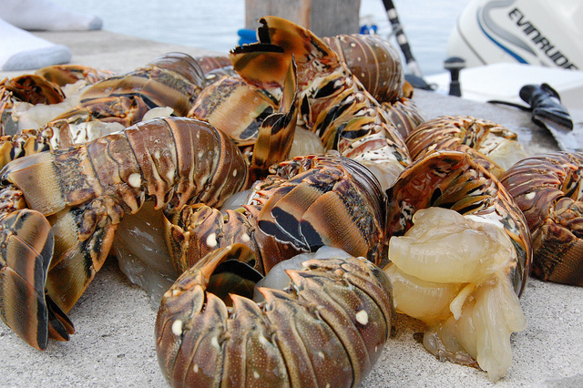 Spiny Lobster Tails
