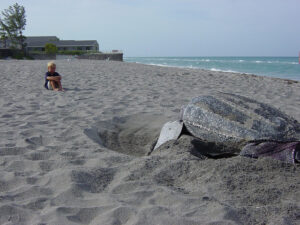 Nesting Sea Turtles in Destin