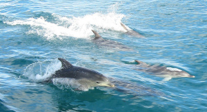 Dolphins in Destin, FL