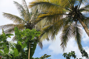 Palm trees of Destin, FL